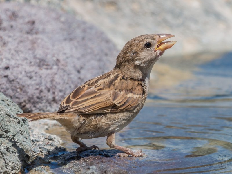 Passer hispaniolensis