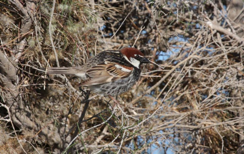 Passer hispaniolensis