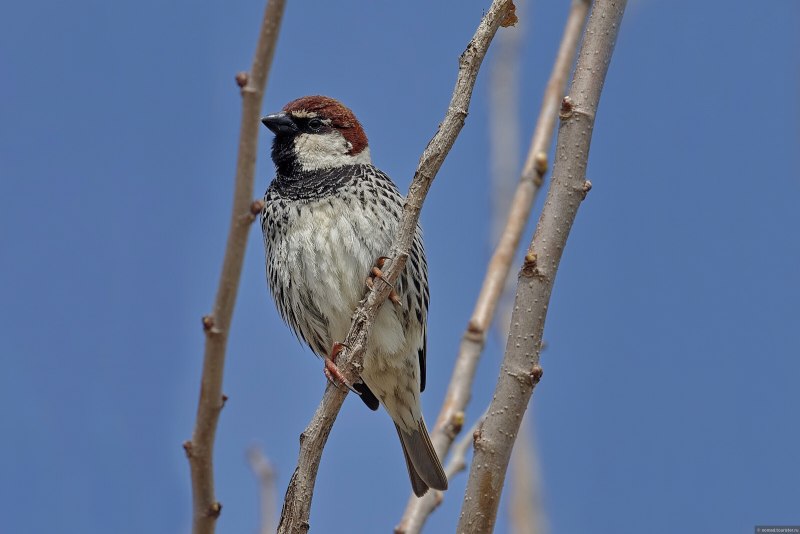 Passer pyrrhonotus