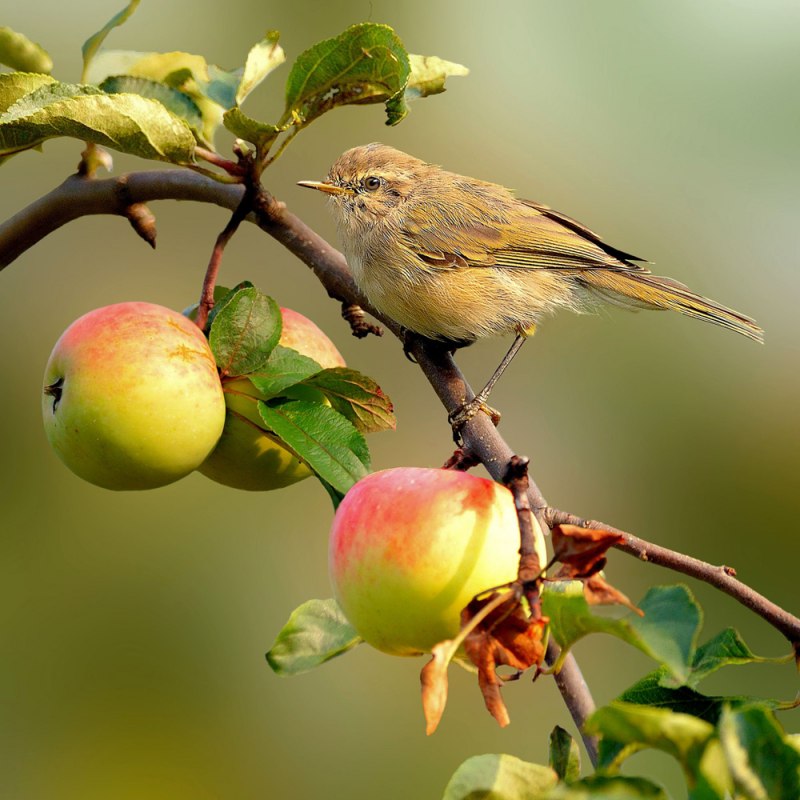 Птицы на яблоне (83 фото)