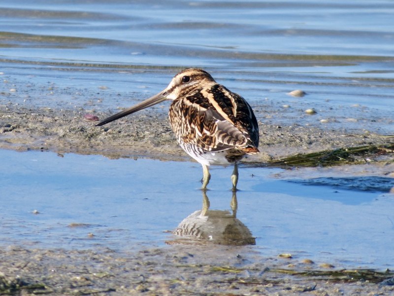 Кулик Бекас (Gallinago Gallinago)