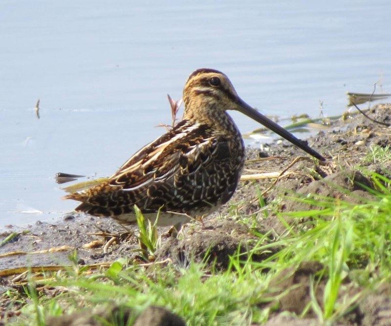 Бекас – Gallinago Gallinago