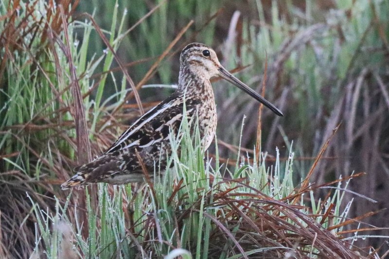 Горный дупель (Gallinago solitaria)