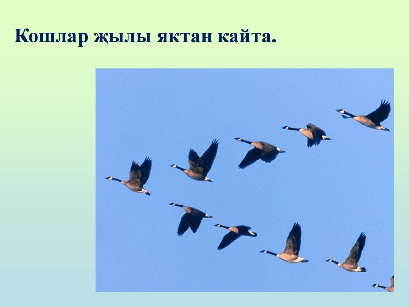 Свиристель Сахалин