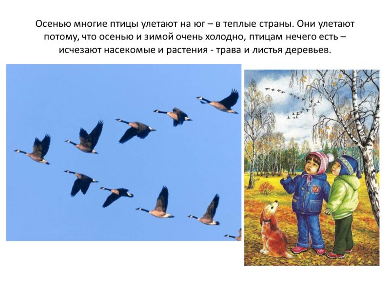 Перелетные птицы улетают на Юг