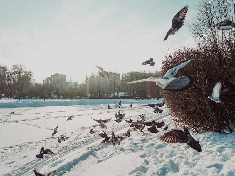 Популяция птиц