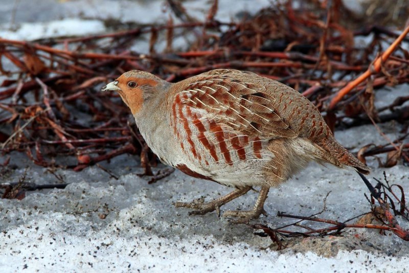 Серая куропатка (Perdix Perdix)