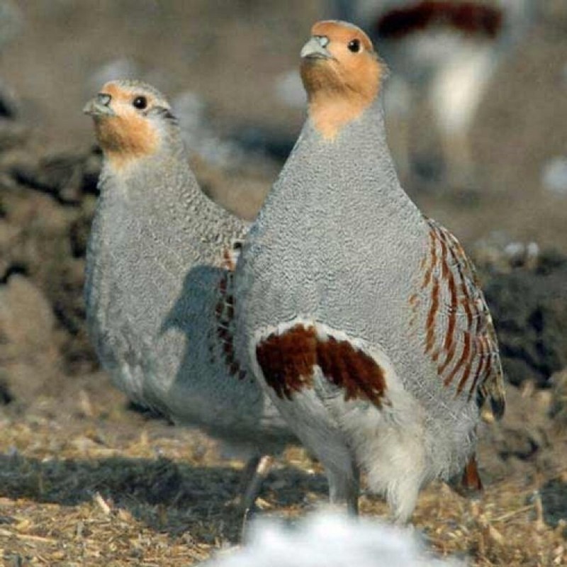 Серые куропатки
