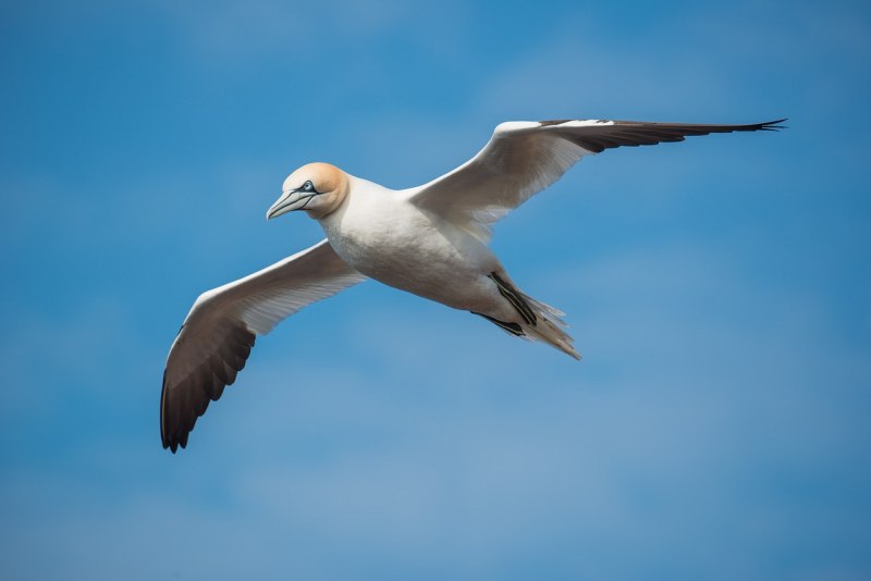 18. Северная олуша (Morus bassanus)