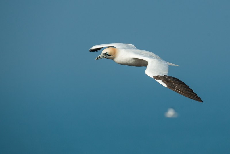Morus bassanus