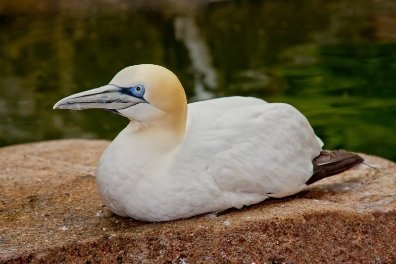 18. Северная олуша (Morus bassanus)