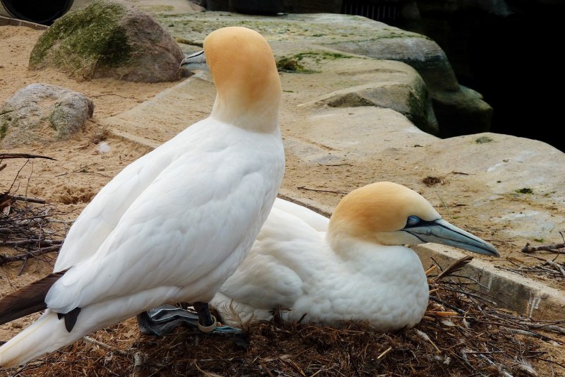 Gannet картинка