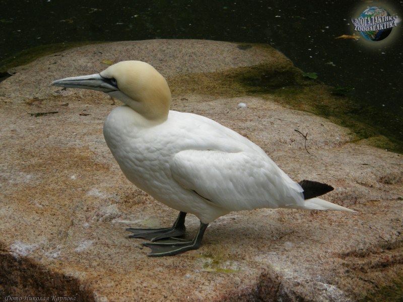 Morus bassanus