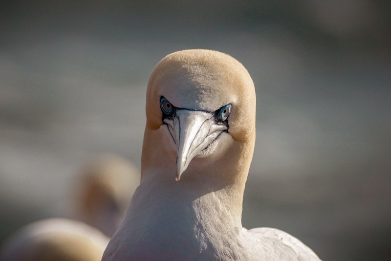 Northern Gannet (Morus bassanus
