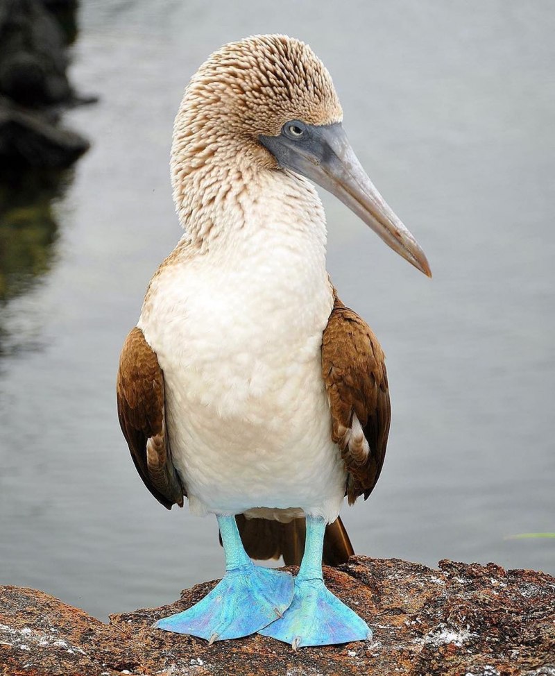 18. Северная олуша (Morus bassanus)