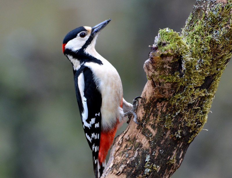 Woodpecker 2020