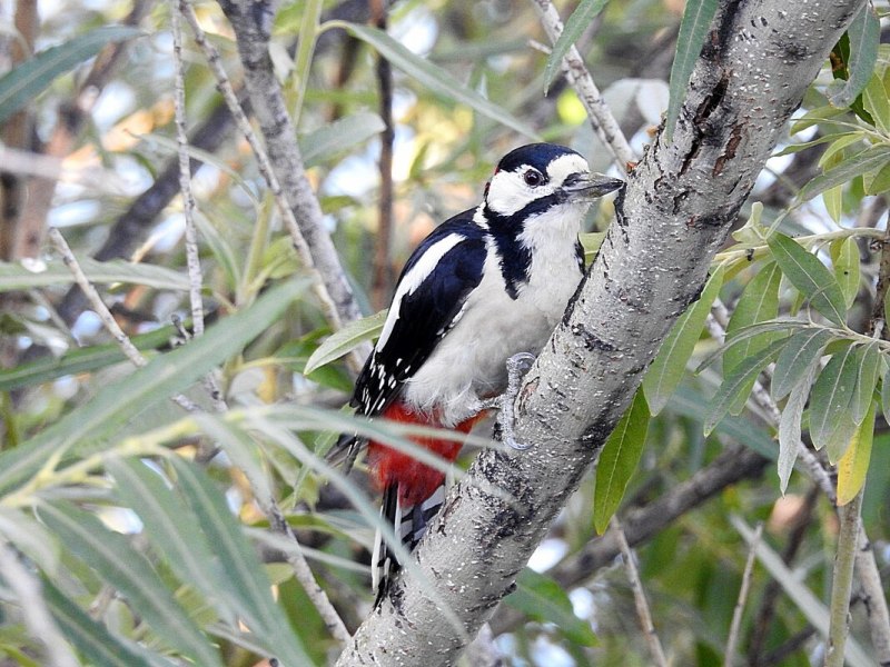Melanerpes formicivorus