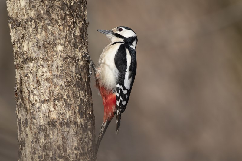 Средний дятел Dendrocopos Medius