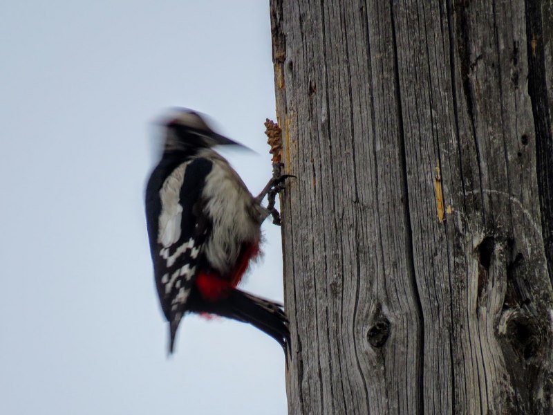 Sphyrapicus varius