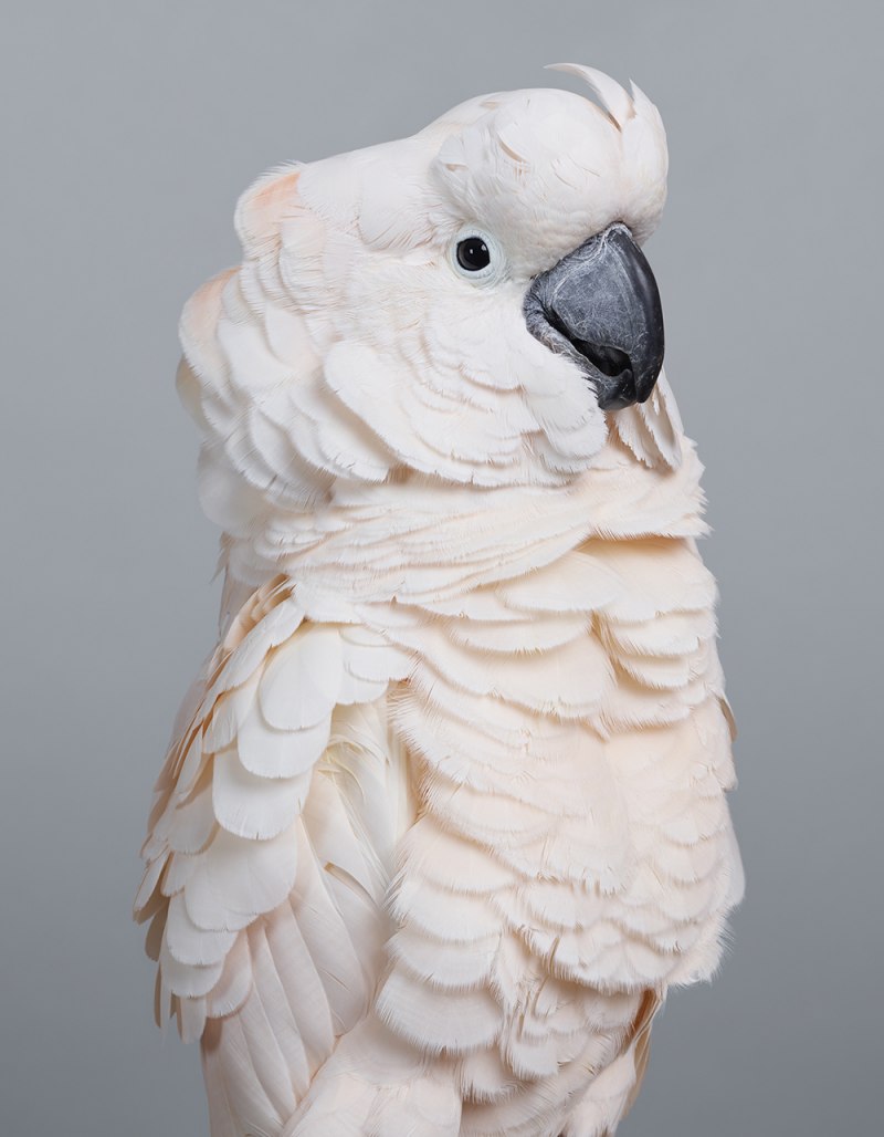 Cacatua moluccensis молуккский Какаду