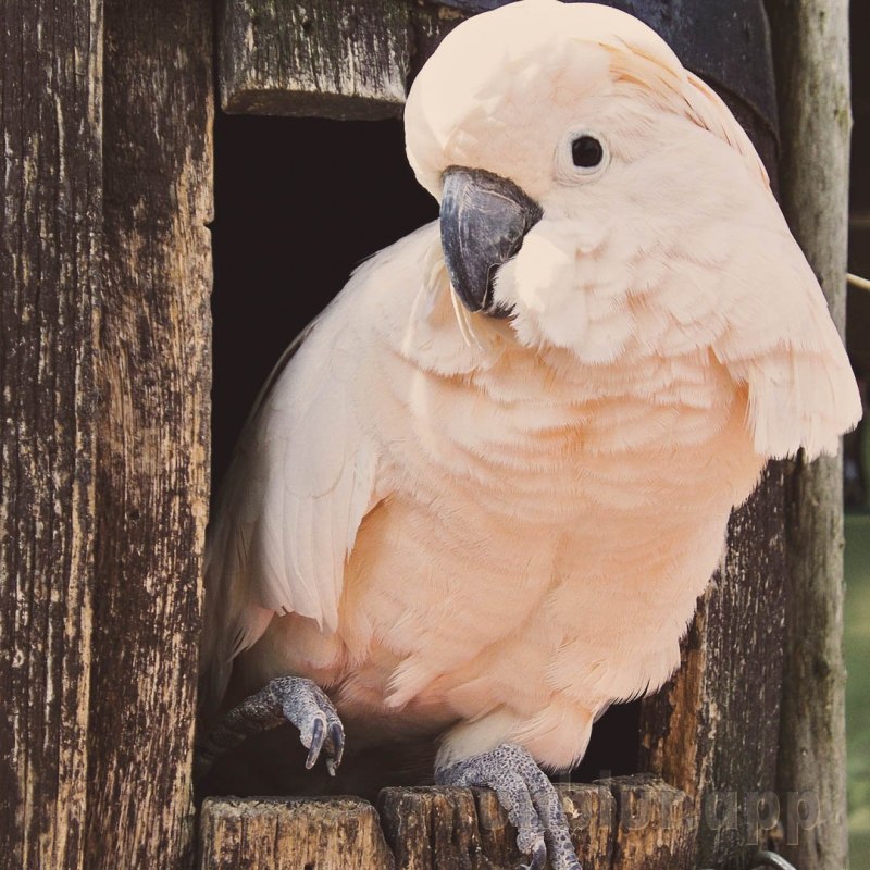 Salmon-Crested Cockatoo