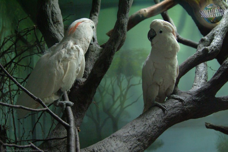 Cacatua moluccensis молуккский Какаду