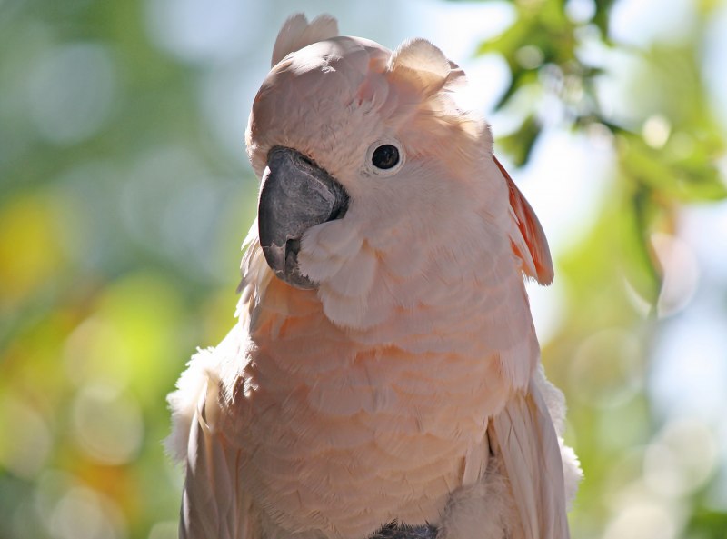 Cacatua moluccensis