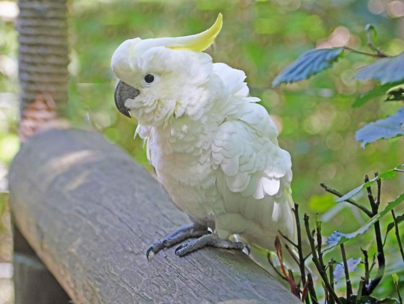 Sulphur Crested Cockatoo