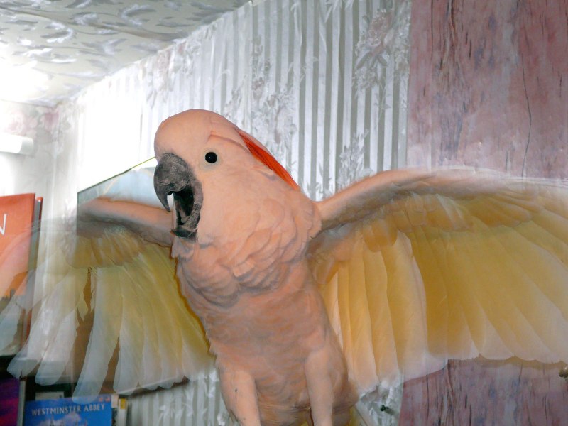 Moluccan Cockatoo