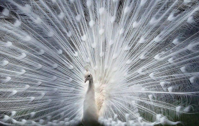 Peacock natural