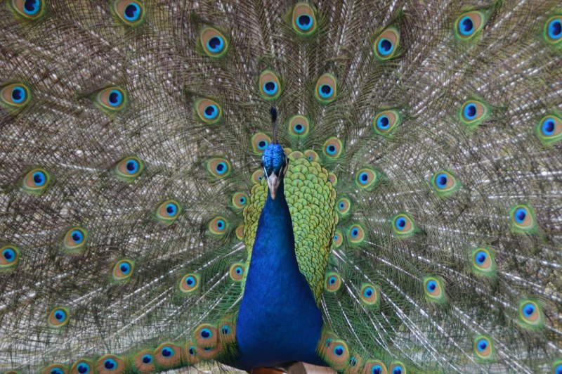 Penny Peacock