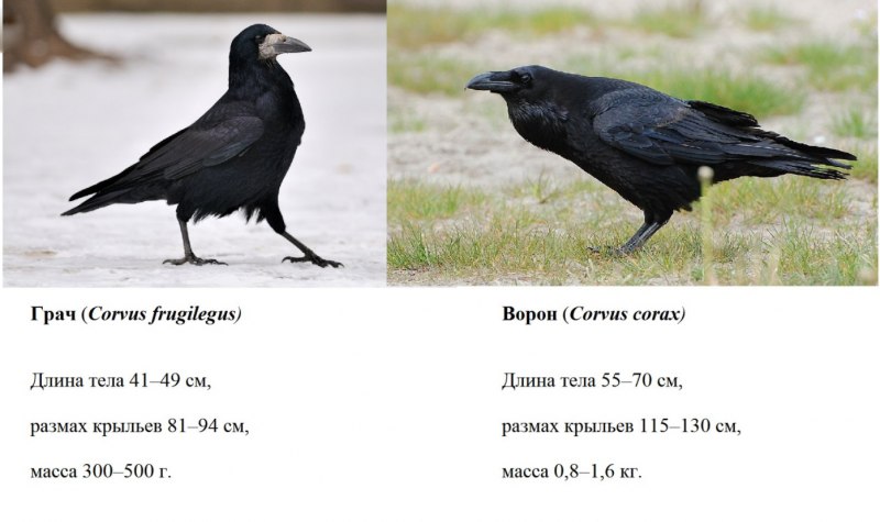 Галка Сойка ворона