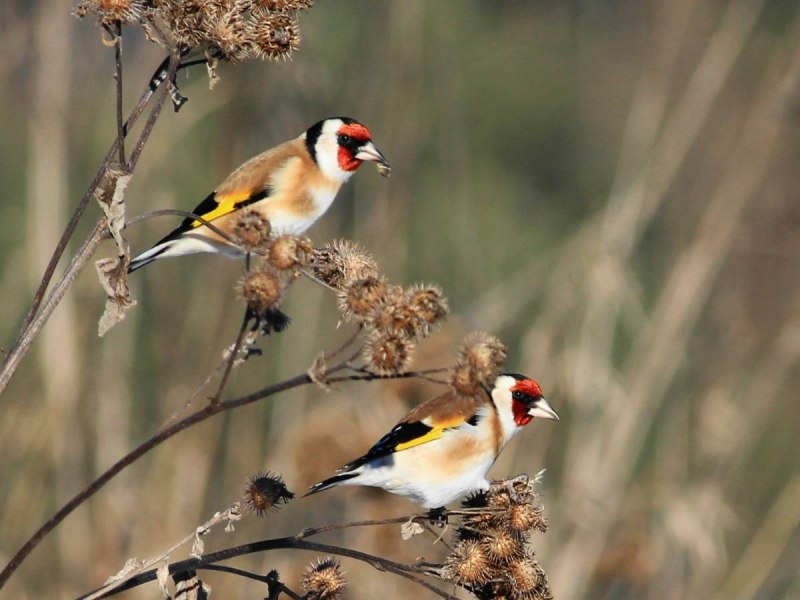 Щегол (Carduelis Carduelis)