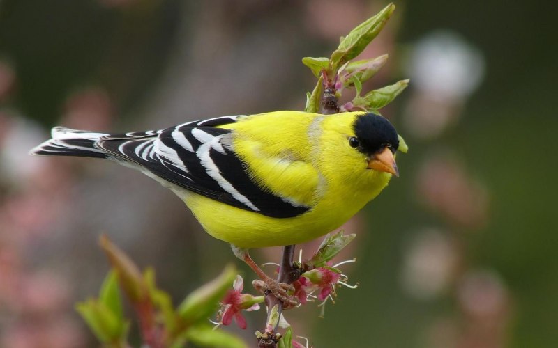 American Goldfinch птица