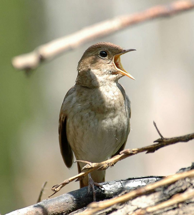 Luscinia Luscinia