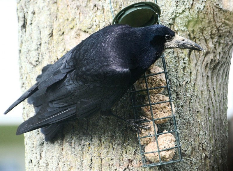 Ворона американская (Corvus brachyrhynchos)