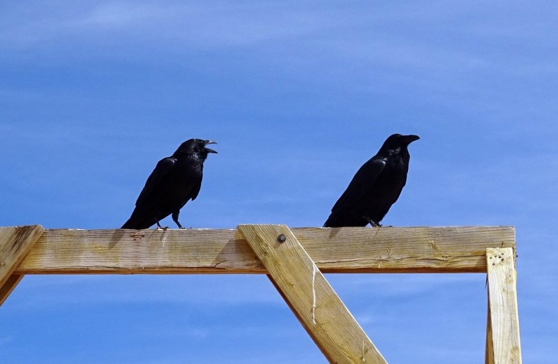 Corvus Corax skal