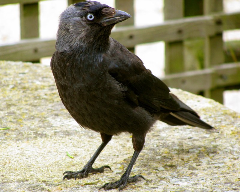 Семейство врановые - Corvidae