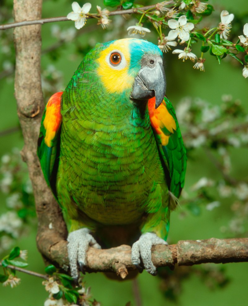 Blue Fronted Amazon Parrot