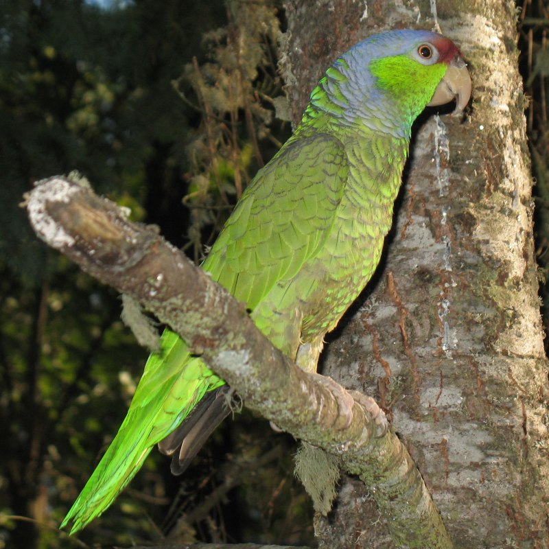 Lilac crowned Amazon