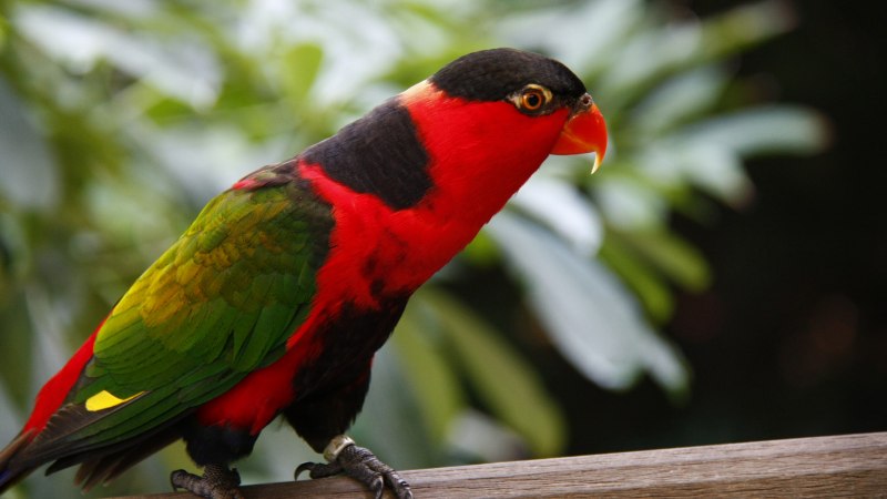 Parrots 4k