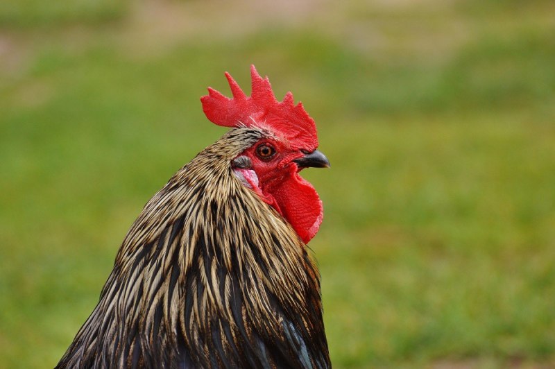 Клюв курицы