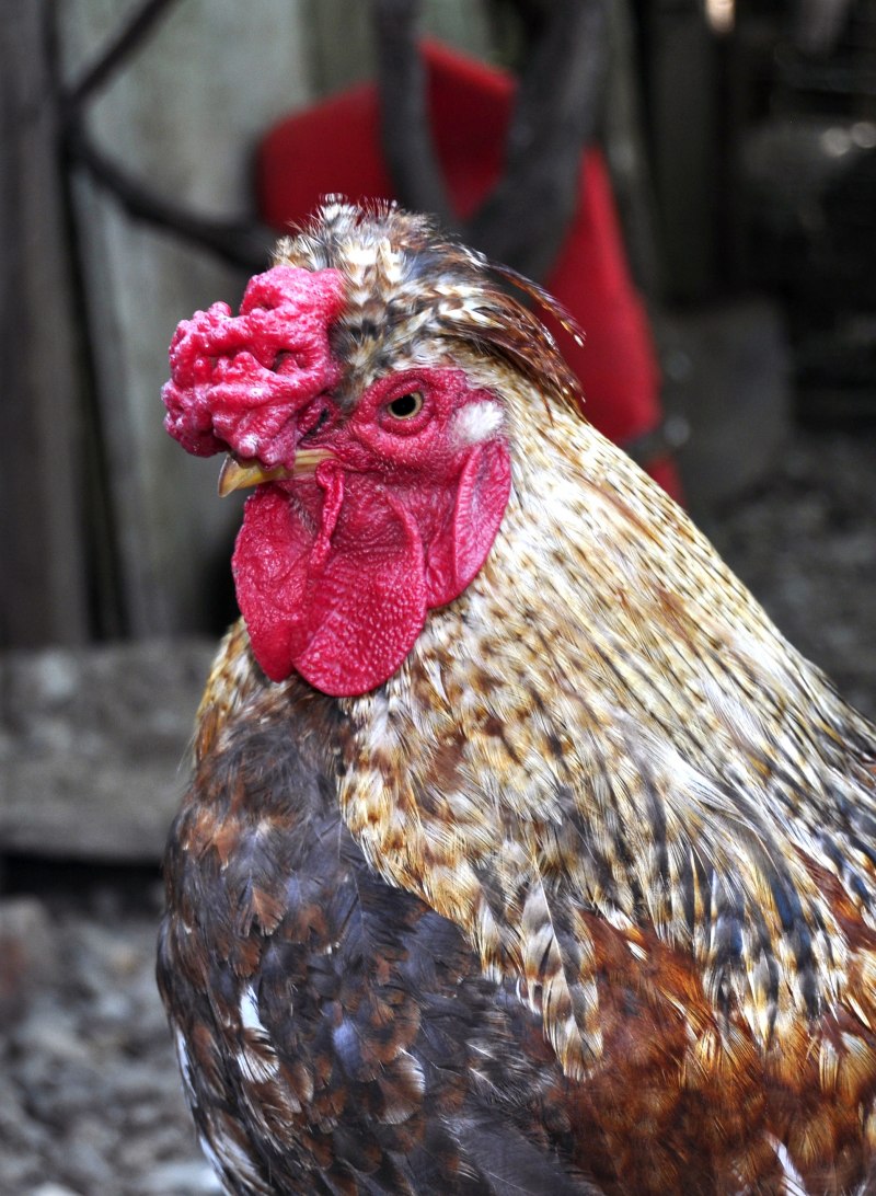 Гибискус Bantam Rooster
