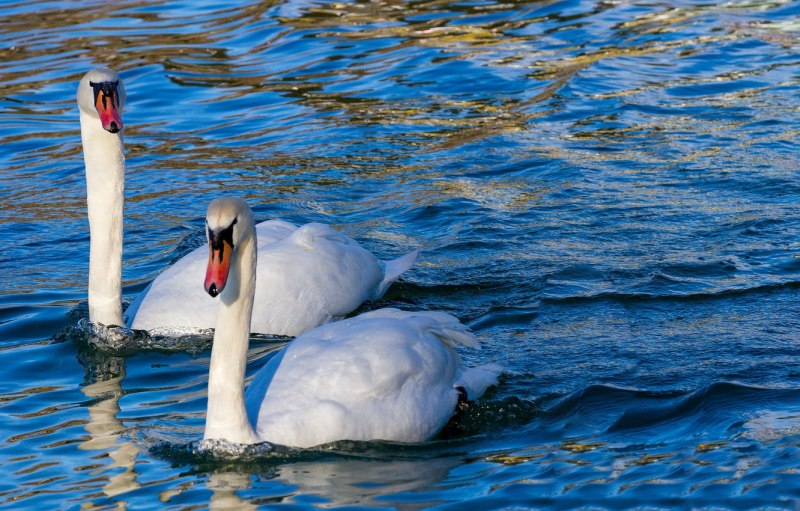 Лебеди на воде (82 фото)