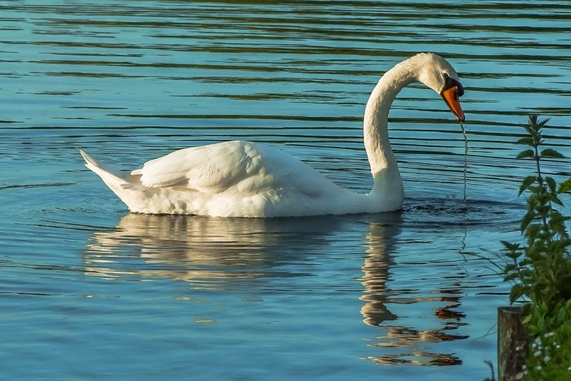Уставший лебедь на воде