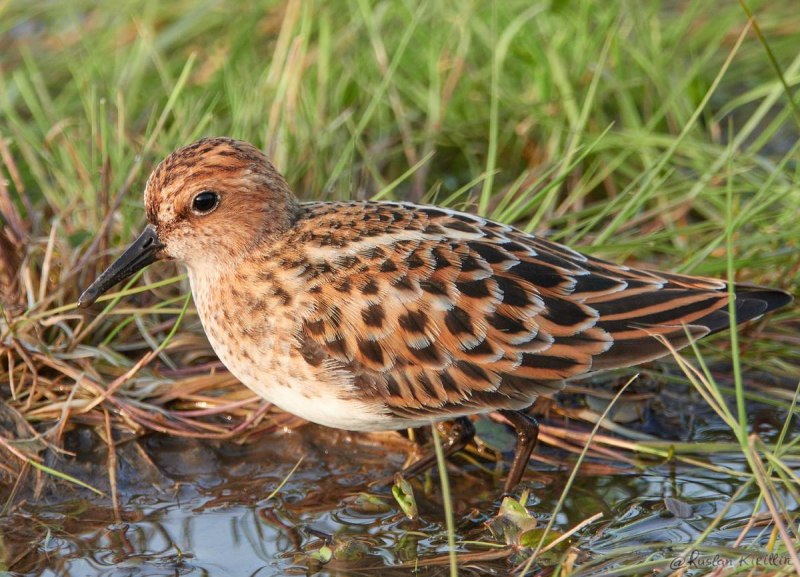 Кулик-Воробей Calidris minuta