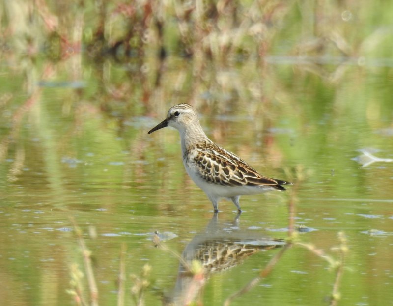 Кулик-Воробей Calidris minuta