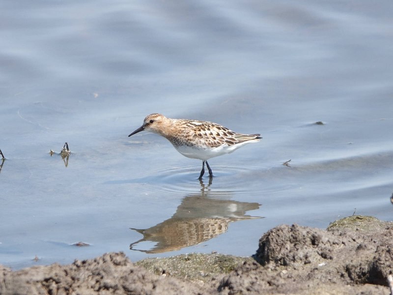 Кули́к-Воробе́й (Calidris minuta)