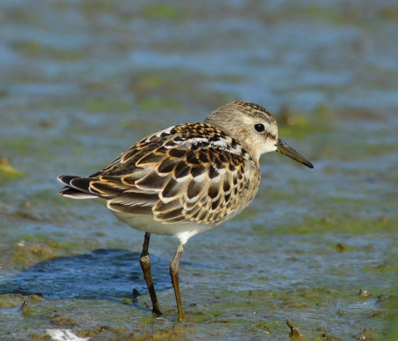 Кули́к-Воробе́й (Calidris minuta)