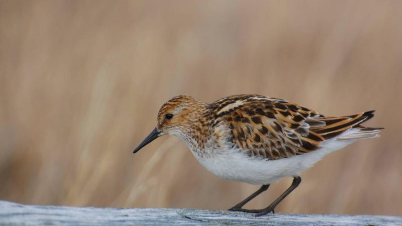 Кулик-Воробей Calidris minuta